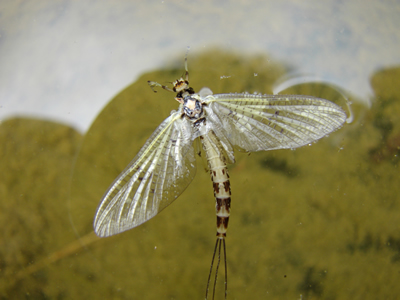 drowned mayfly dun